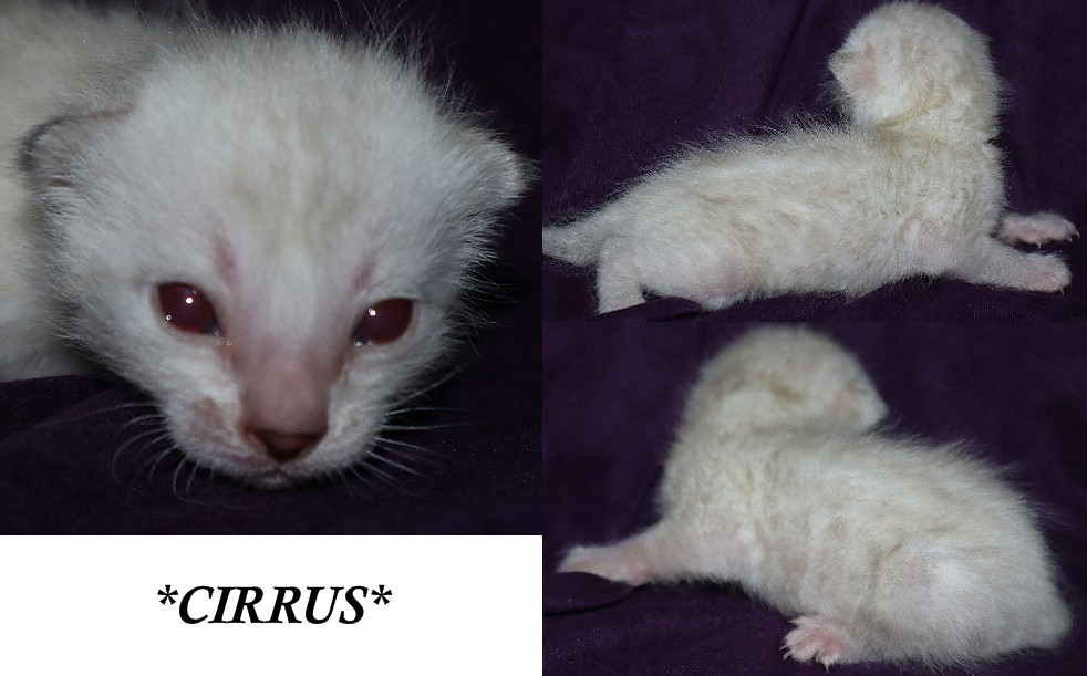 Cirrus 2 Weeks