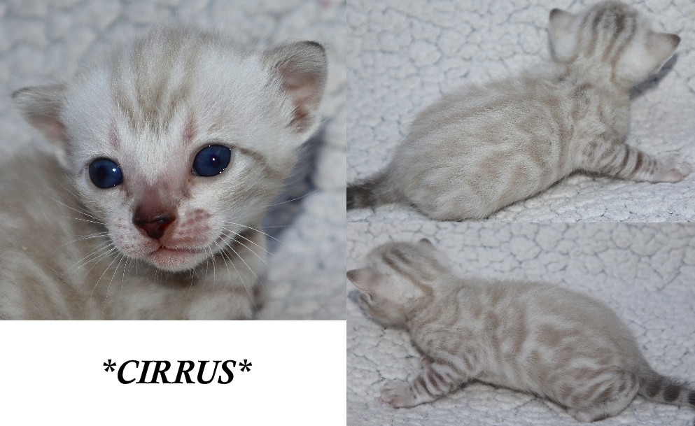 Cirrus 3 Weeks