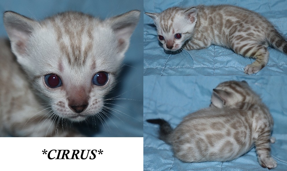 Cirrus 4 Weeks