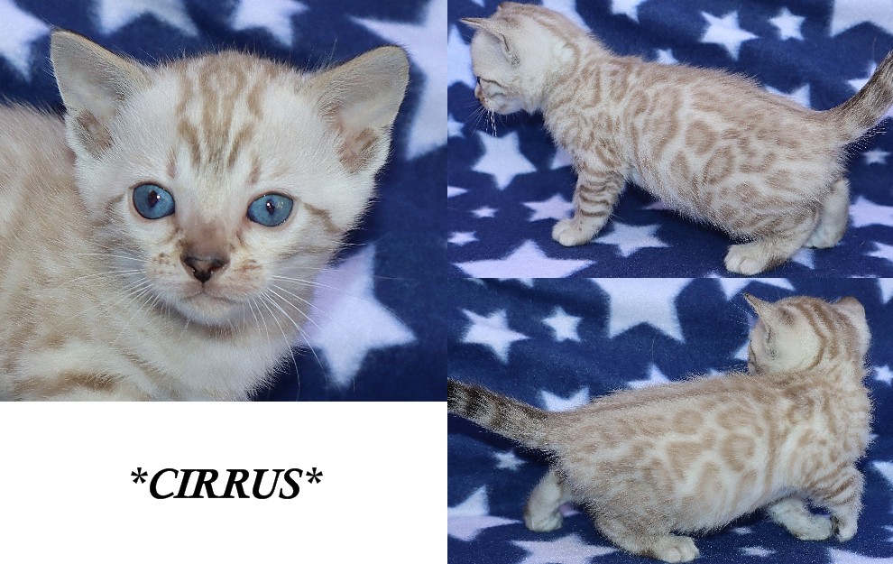 Cirrus 5 Weeks