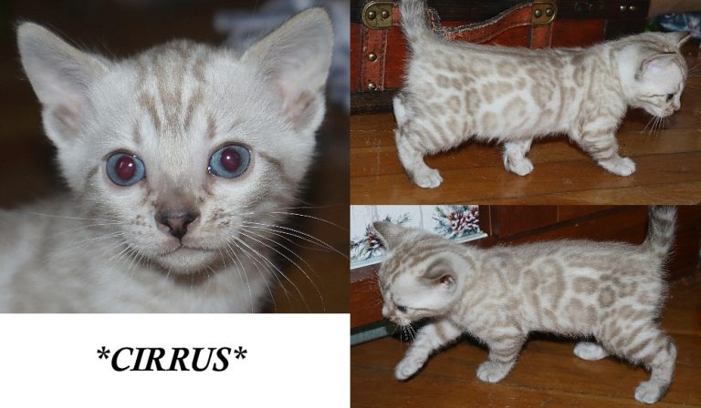 Cirrus 6 Weeks