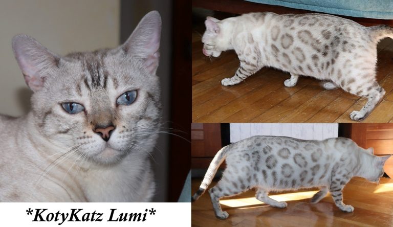 KotyKatz Lumi 2 years