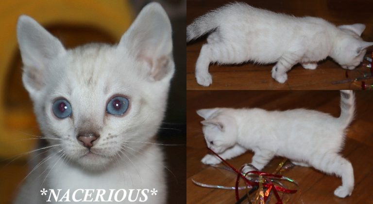 Nacerious 6 Weeks