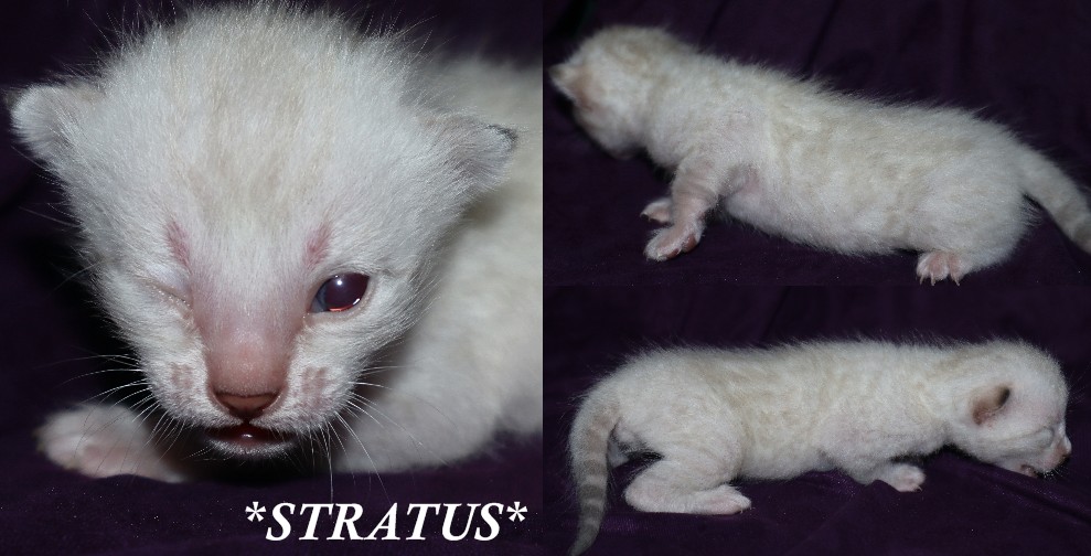 Stratus 2 Weeks