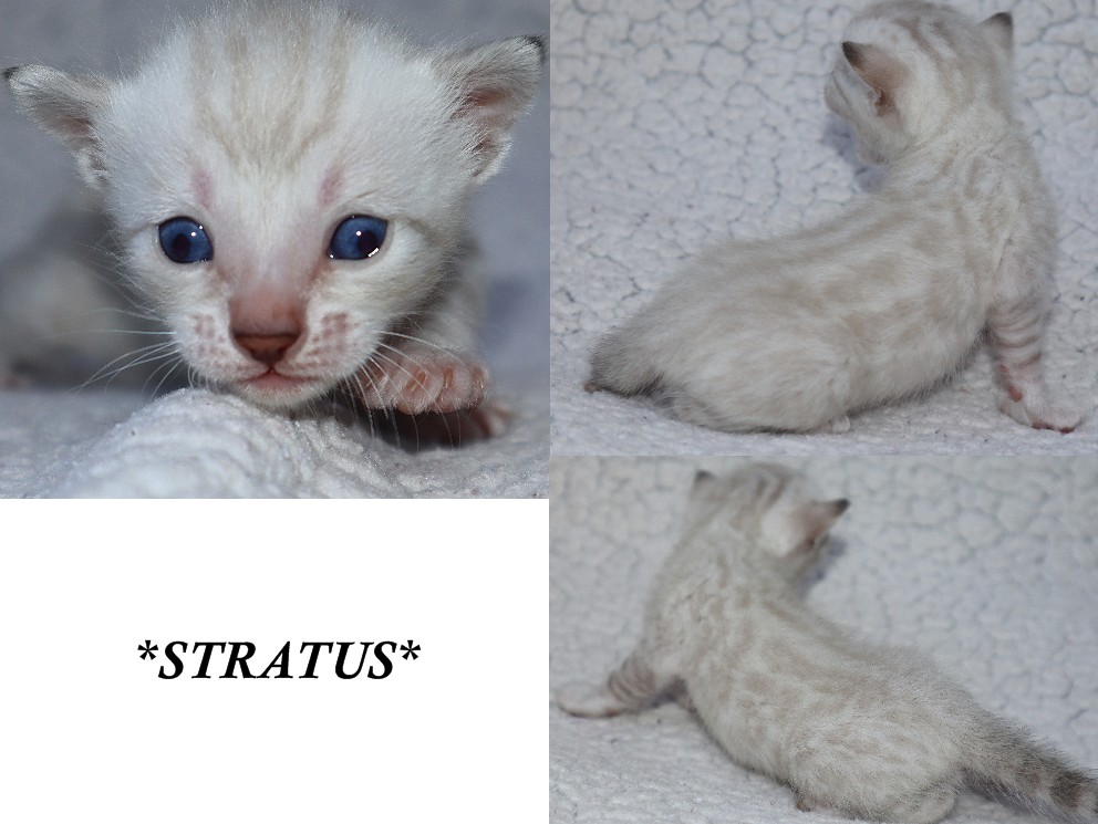 Stratus 3 Weeks