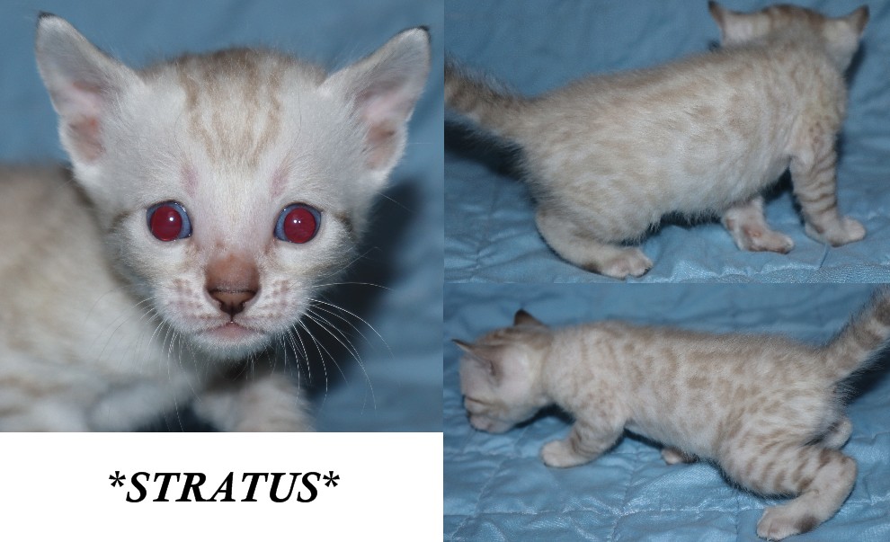 Stratus 4 Weeks