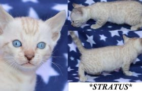 Stratus 5 Weeks