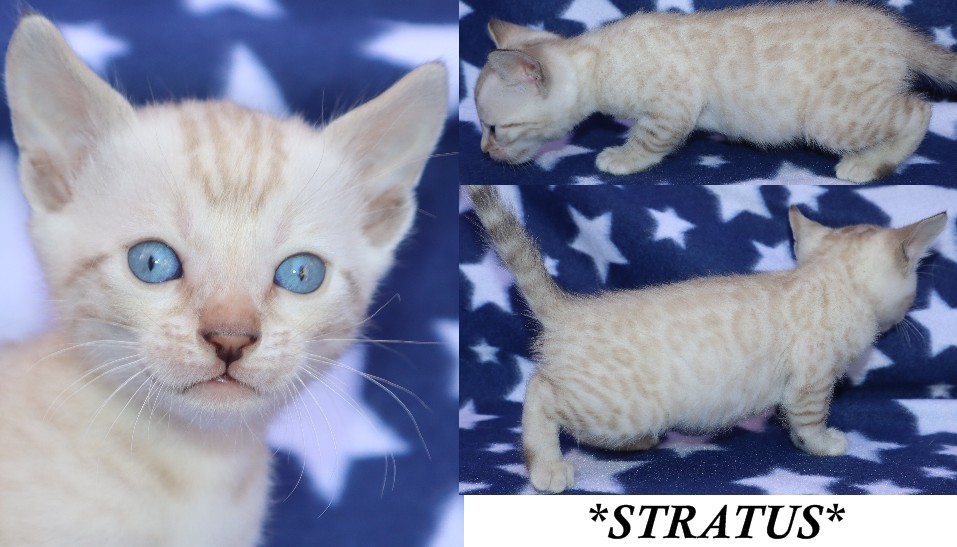 Stratus 5 Weeks