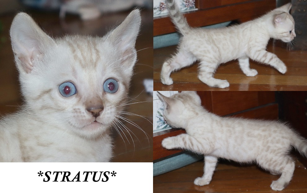 Stratus 6 Weeks