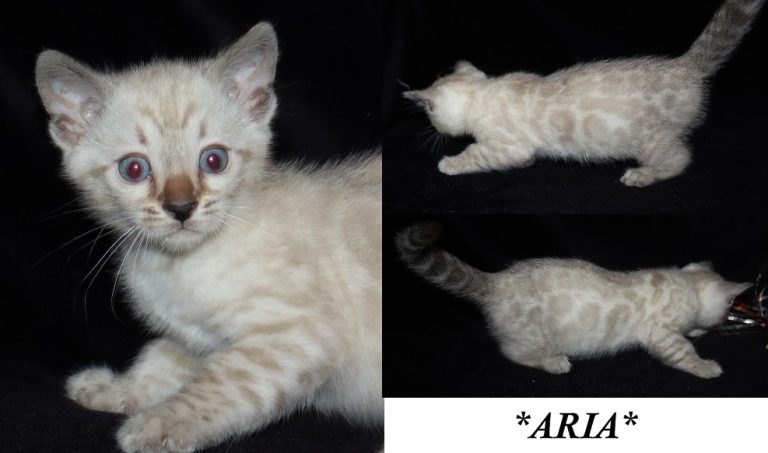 Aria 6 Weeks
