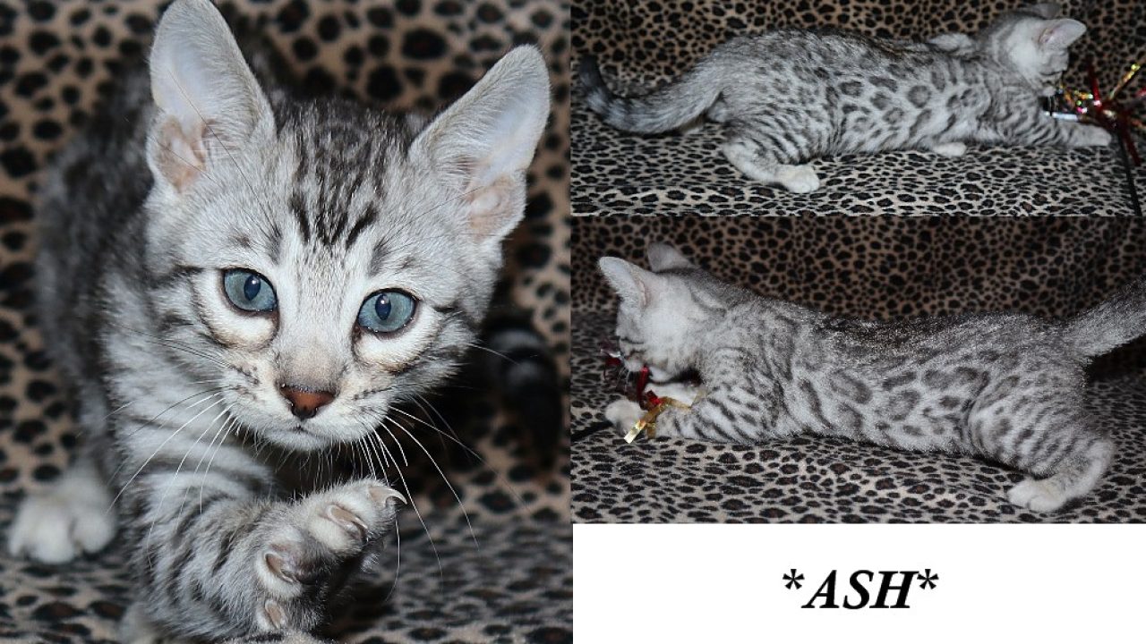 Ash - Silver Rosetted Female Bengal Kitten - KotyKatz Bengals, image size:1280x720
