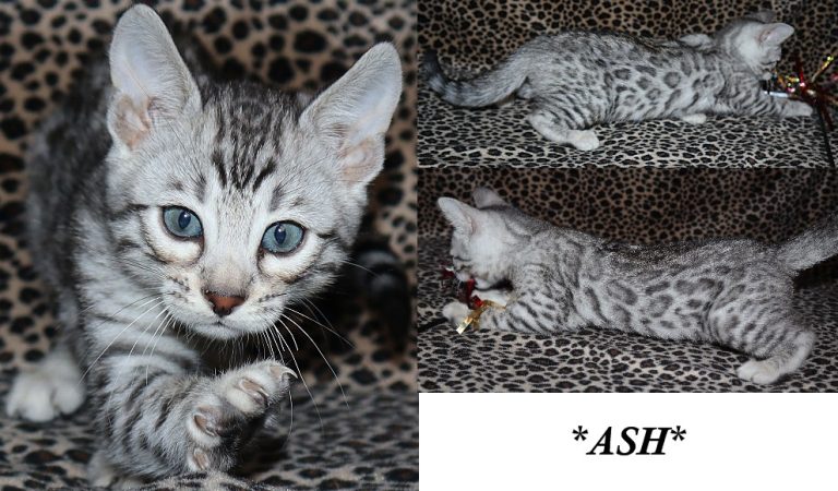 Ash 7 Weeks