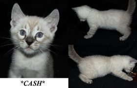 Cash 6 Weeks