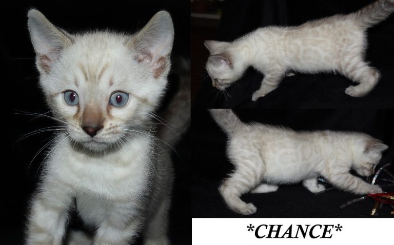 Chance 6 Weeks