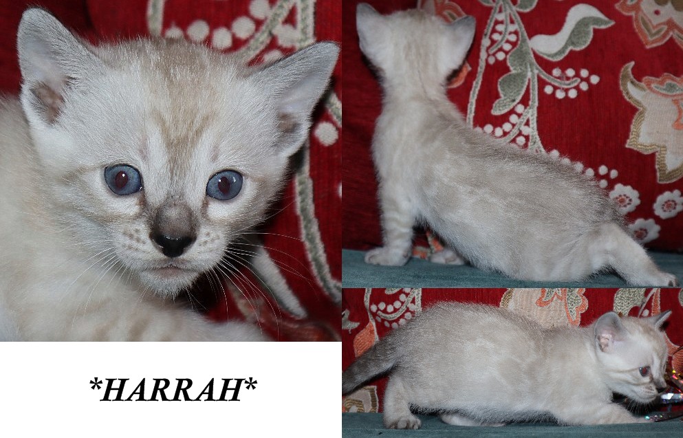 Harrah 4 Weeks