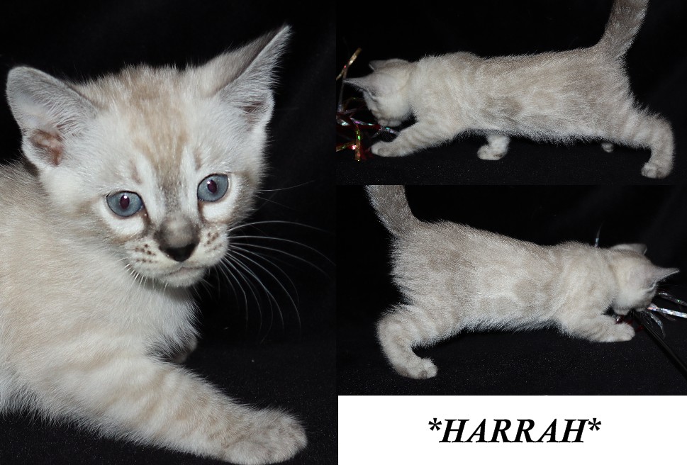 Harrah 6 Weeks