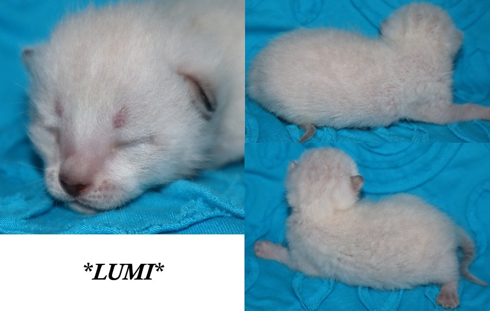 Lumi 1 Week