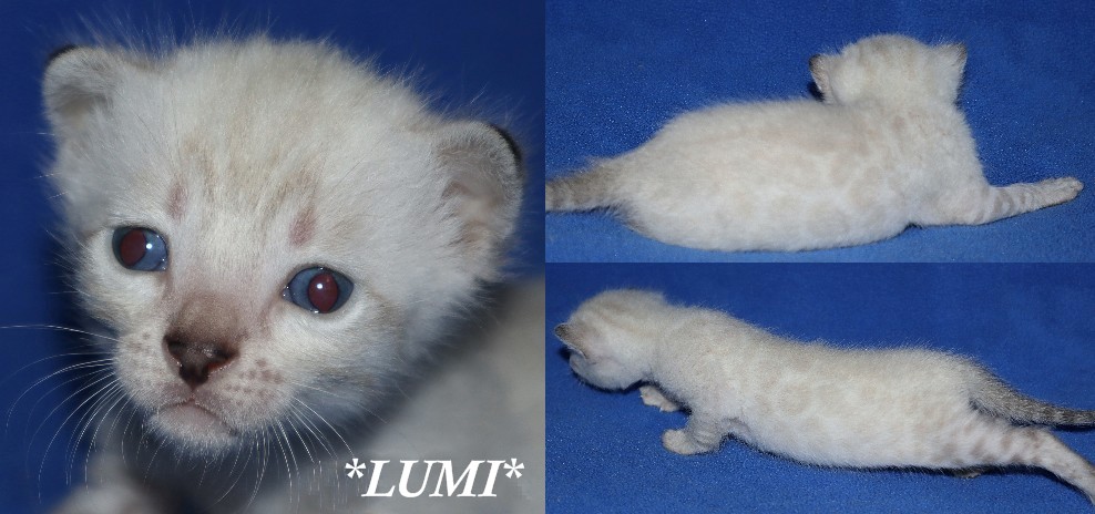 Lumi 3 Weeks