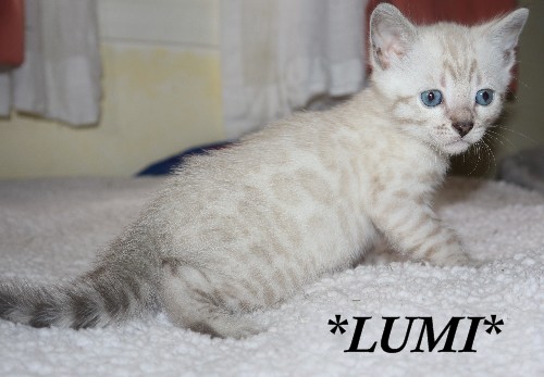 Lumi 5 Weeks