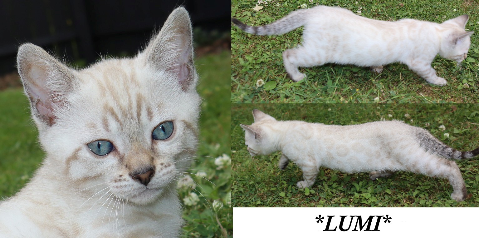 Lumi 8 Weeks