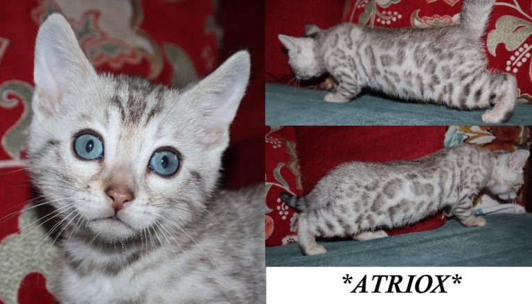 Atriox 6 Weeks