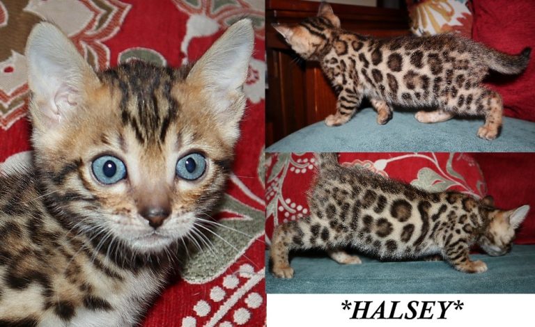Halsey 6 Weeks