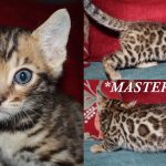 Master Chief – Brown Rosetted Male Bengal Kitten