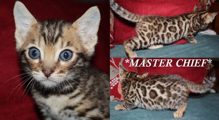 Master Chief 6 Weeks