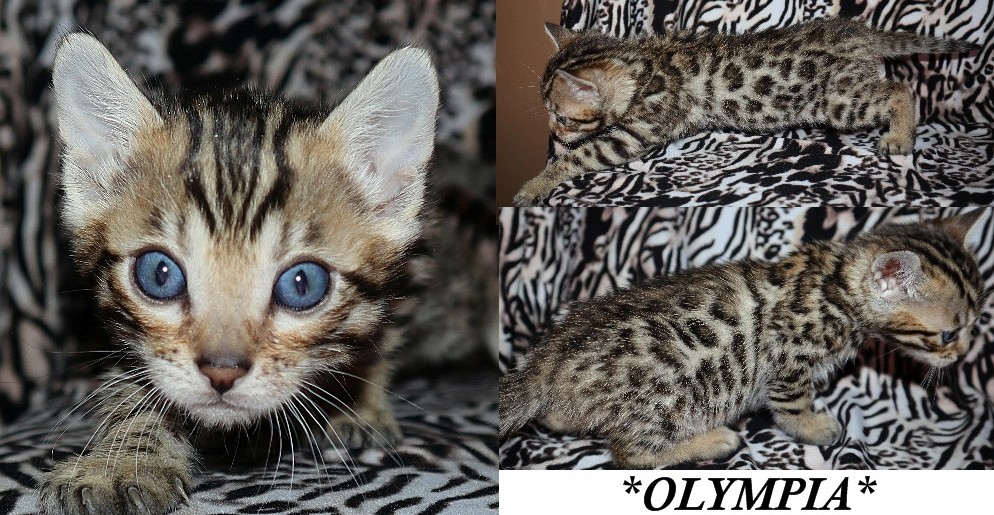 Olympia 5 Weeks