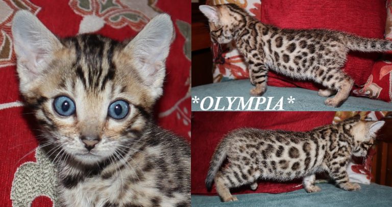 Olympia 6 Weeks