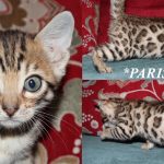 Parisa – Brown Rosetted Female Bengal Kitten
