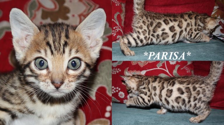 Parisa 6 Weeks