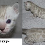 Etsy – Seal Lynx Point (Snow) Female Bengal Kitten