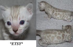 Etsy 3 Weeks