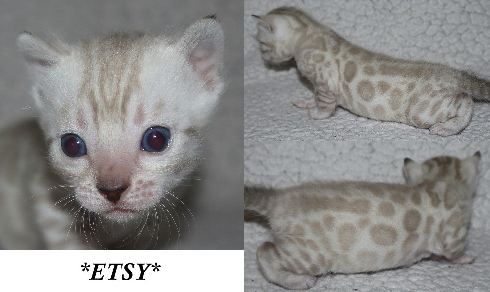 Etsy 3 Weeks