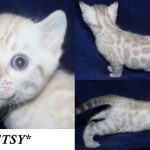 Etsy – Seal Lynx Point (Snow) Female Bengal Kitten