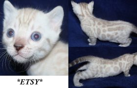 Etsy 4 Weeks