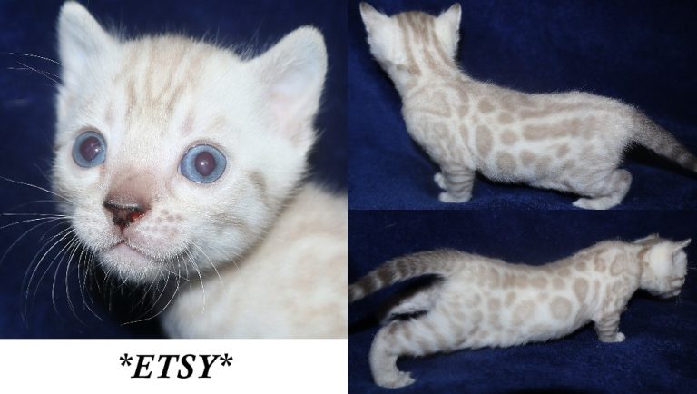 Etsy 4 Weeks