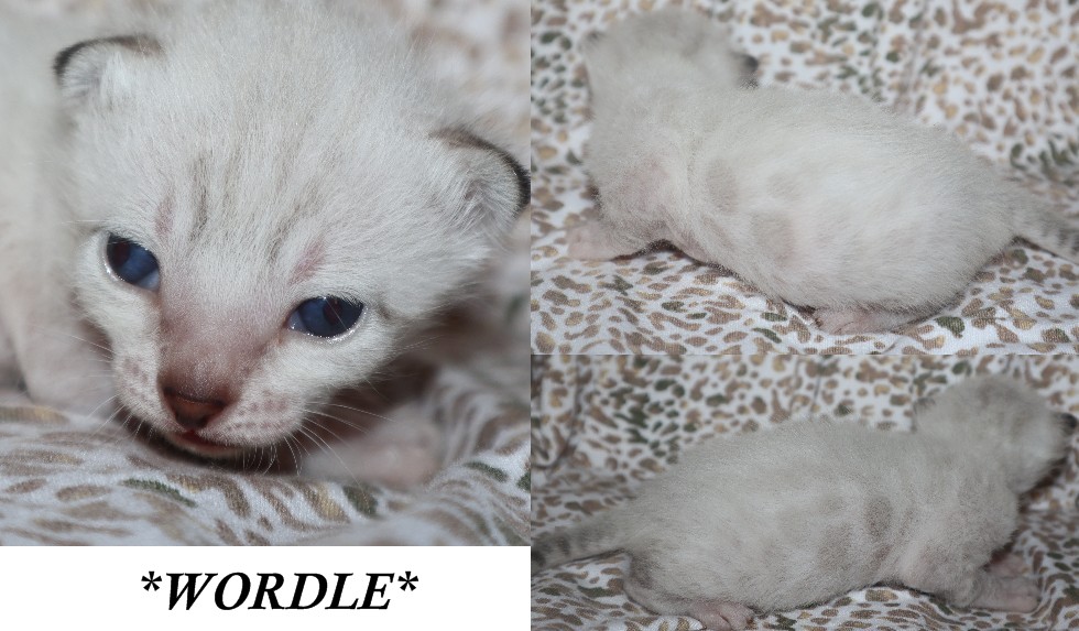 Wordle 2 Weeks