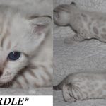 Wordle – Silver Seal Lynx Point (Snow) Female Bengal Kitten