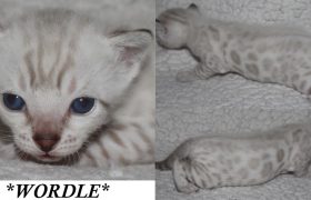 Wordle 3 Weeks
