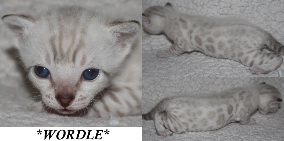 Wordle 3 Weeks