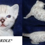 Wordle – Silver Seal Lynx Point (Snow) Female Bengal Kitten