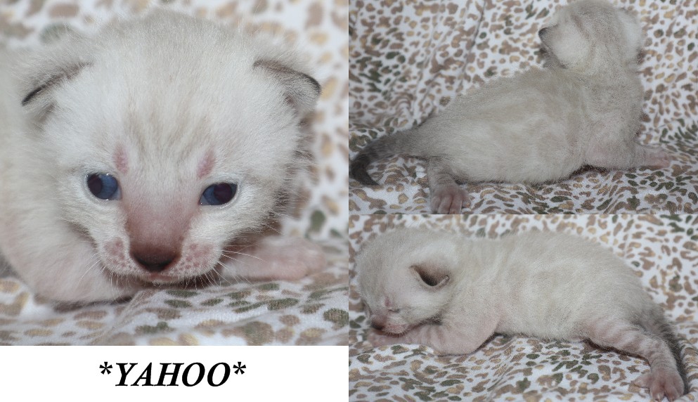 Yahoo 2 Weeks