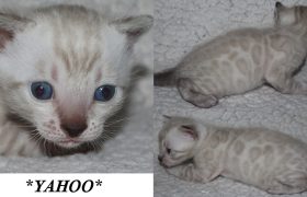 Yahoo 3 Weeks