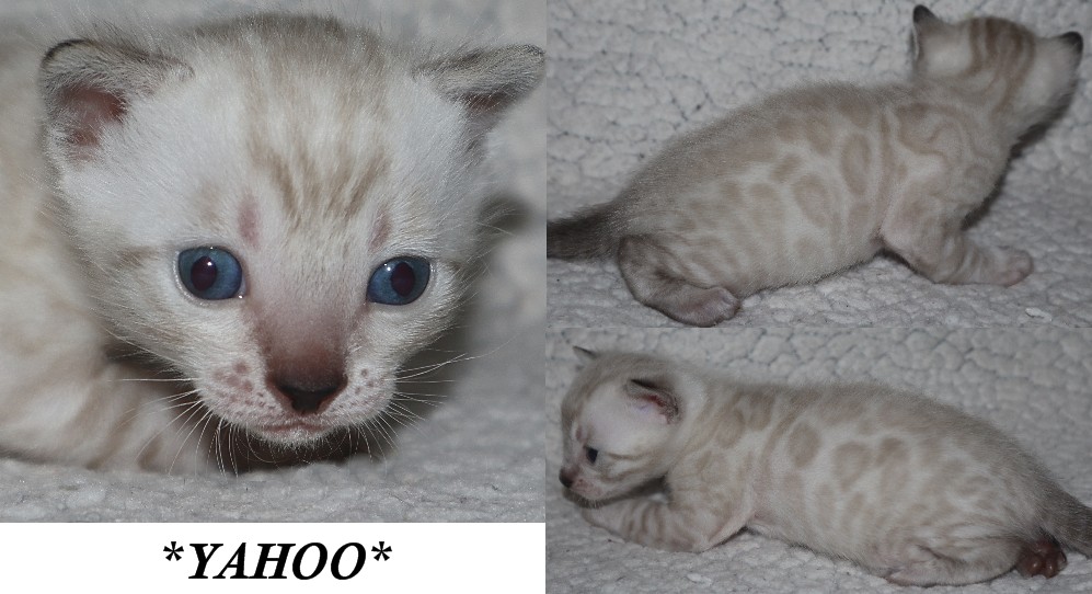 Yahoo 3 Weeks