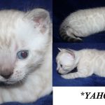 Yahoo – Seal Lynx Point (Snow) Male Bengal Kitten