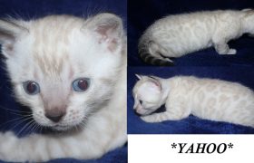 Yahoo 4 Weeks