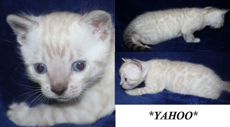 Yahoo 4 Weeks