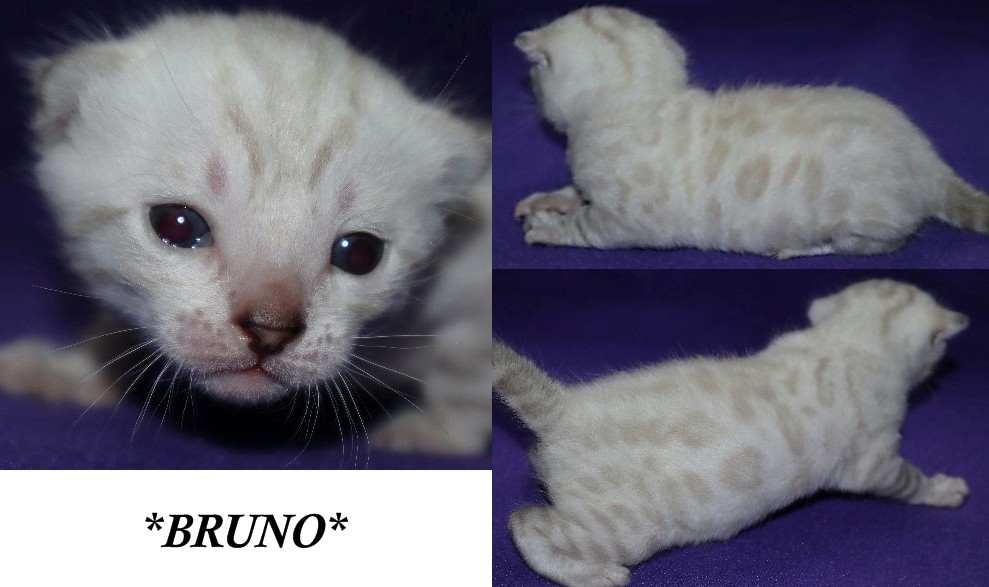 Bruno Snow 2 Weeks